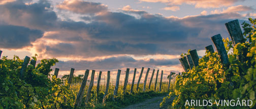 Konferens Skåne - Arilds Vingård